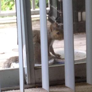 Meet your Posher, Joe